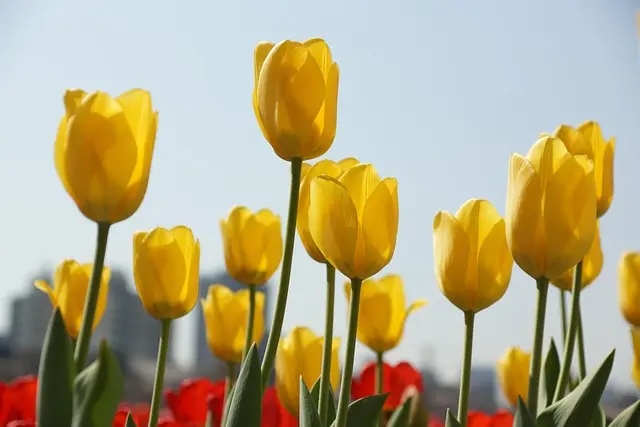 Comment porter des imprimés floraux pour un look élégant